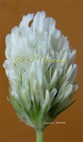  Inflorescence  (Flower Head)